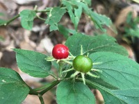 08-IMG_2050.jpg