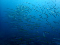 6-PB020036.JPG