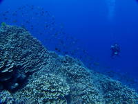 1-P5040017.JPG