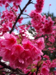 八重岳の桜