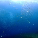 DSCF8016