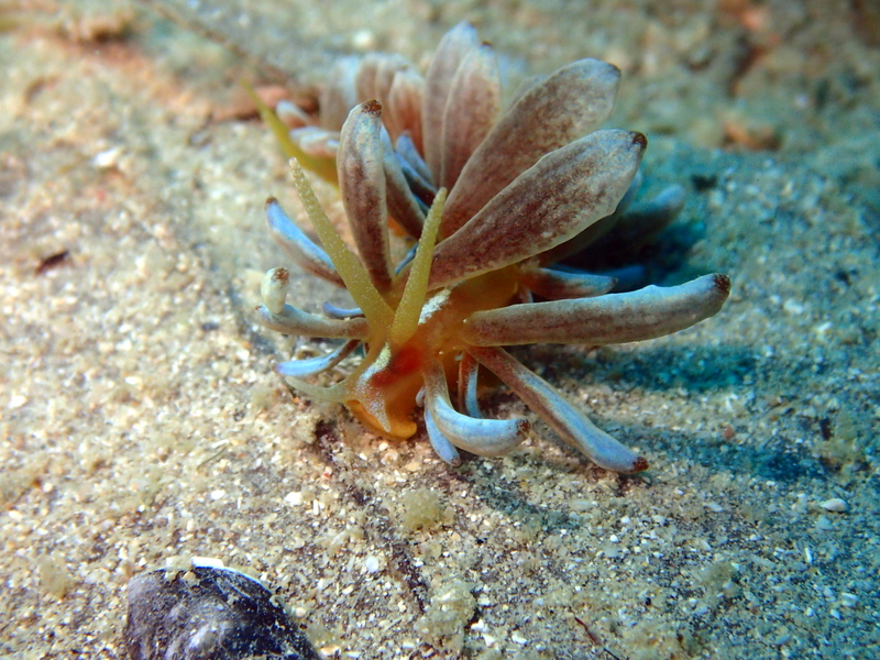 夏のビーチ ウミウシと幼魚がかわいい ダイビングアシスト ジョーフィッシュ沖縄