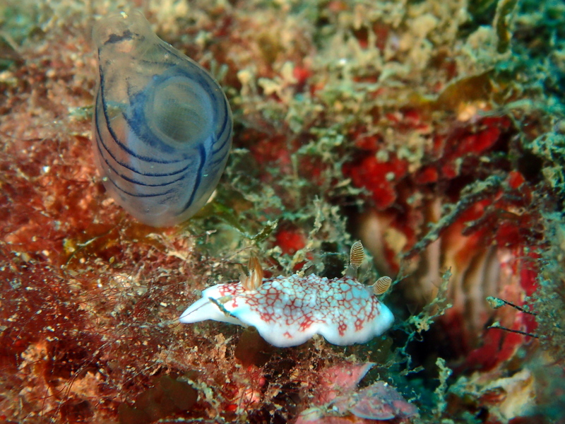 夏のビーチ ウミウシと幼魚がかわいい ダイビングアシスト ジョーフィッシュ沖縄