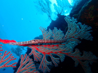 1-P5080036.JPG