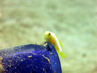 1-IMG_5968.JPG