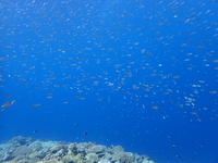 PA100018.JPG