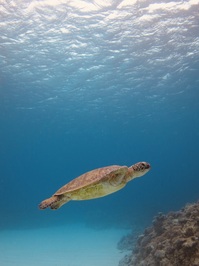 IMG_6799.JPG