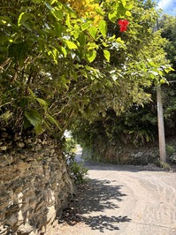IMG_6964.JPG