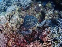 P710000p066.JPG
