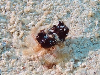 P1100053.JPG