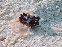 P1100054.JPG