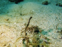 IMG_0471.JPG