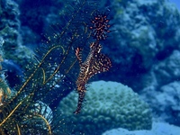 P903xz0016.JPG