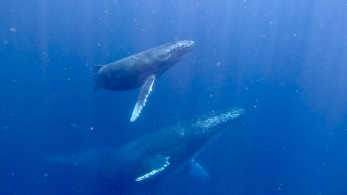 GPTempDownload k10.JPG