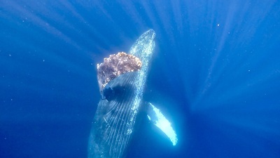 GPTempDownload k12.JPG