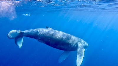 GPTempDownload k14.JPG