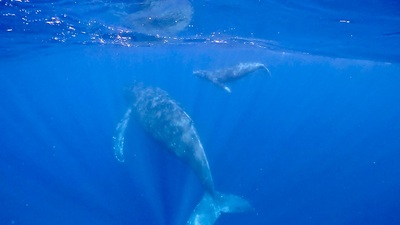 GPTempDownload k8.JPG