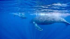 GPTempDownload k9.JPG