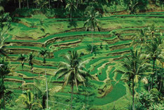 016_rice-terrace.jpg