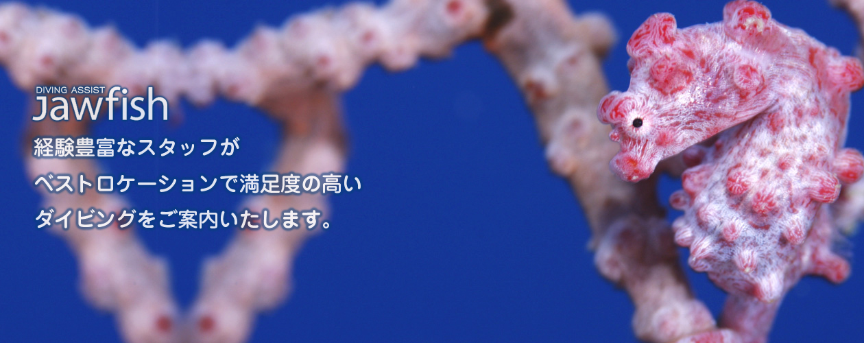 経験豊富なスタッフがベストロケーションで満足度の高いダイビングをご案内いたします。